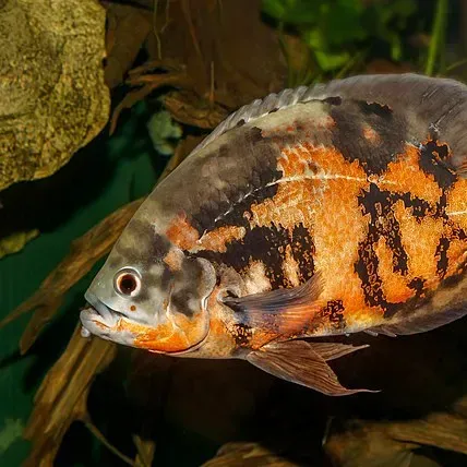 Gray and orange fish with black markings swims right against a blurry green and brown background