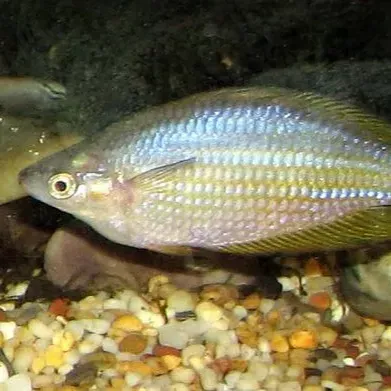 Iridescent silver fish with yellow fins swims right over colorful pebbles