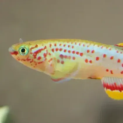 Light yellow fish with red spots and yellow tail swims right against a light background