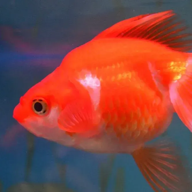 Orange goldfish with white patches swims right against a blue background