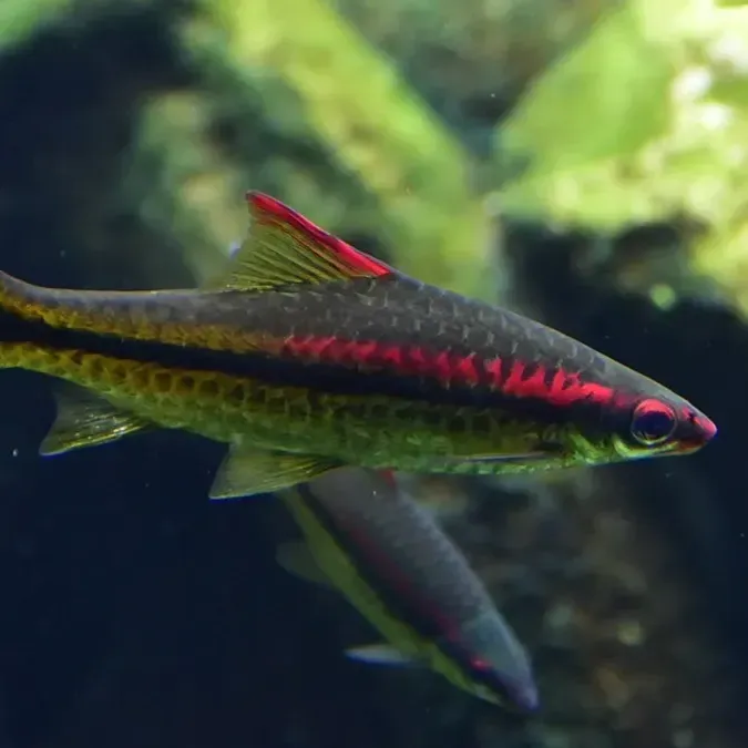 Long dark fish with red stripe and yellow markings swims right against blurry green background