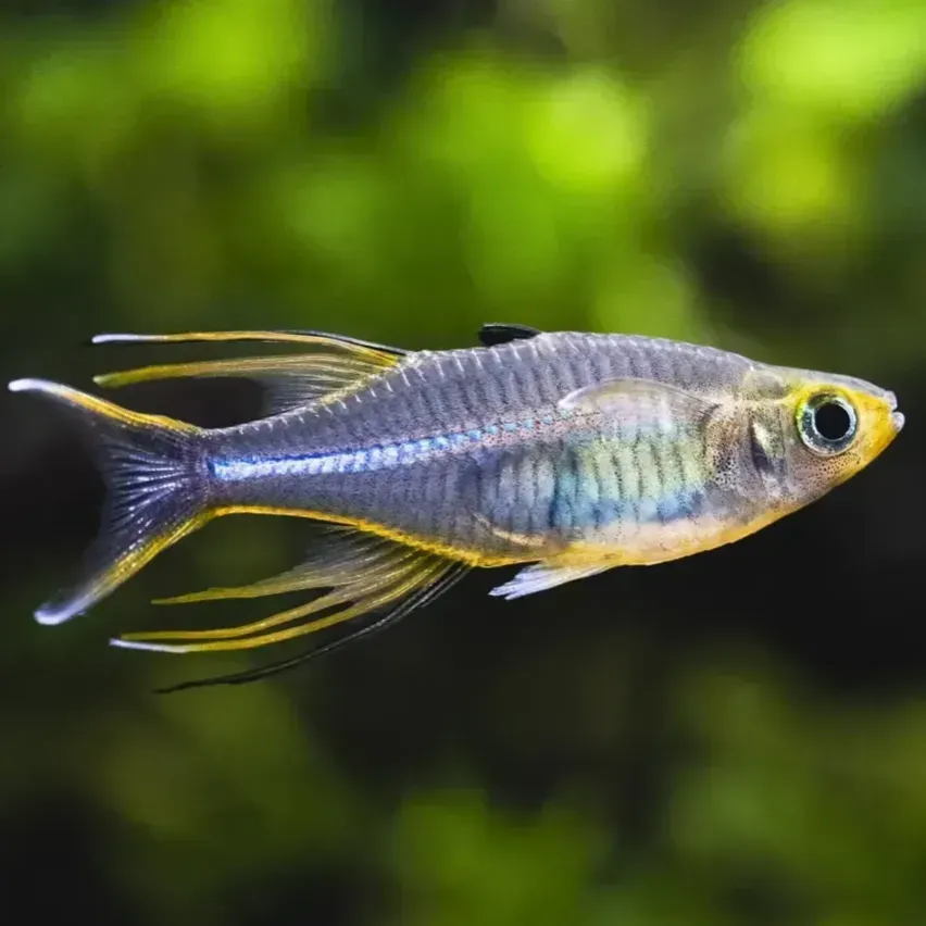 Threadfin Rainbowfish with long fins and shimmering colors swimming in aquarium