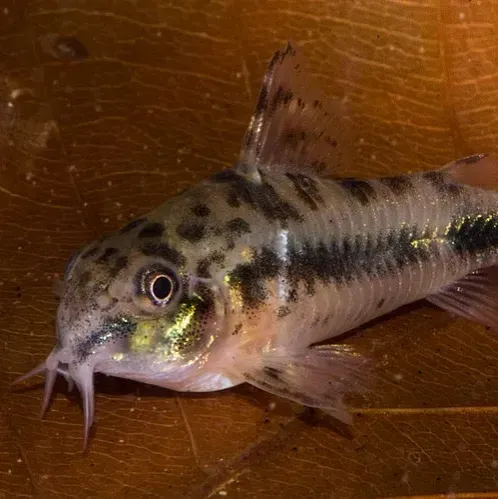 Small fish with black spots and stripes swims right over a brown surface