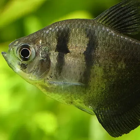 Black and gray fish with vertical stripes swims right against a bright green background