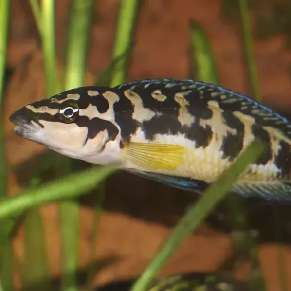 Long patterned fish with yellow fins swims right among green plants
