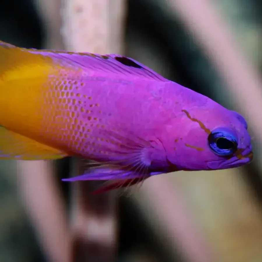 Purple and yellow fish swims right against a blurry background