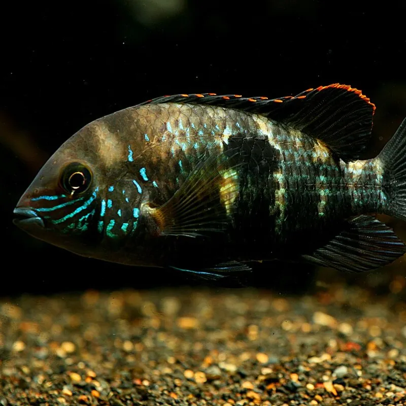Dark fish with blue spots and red tipped fins swims right over gravel