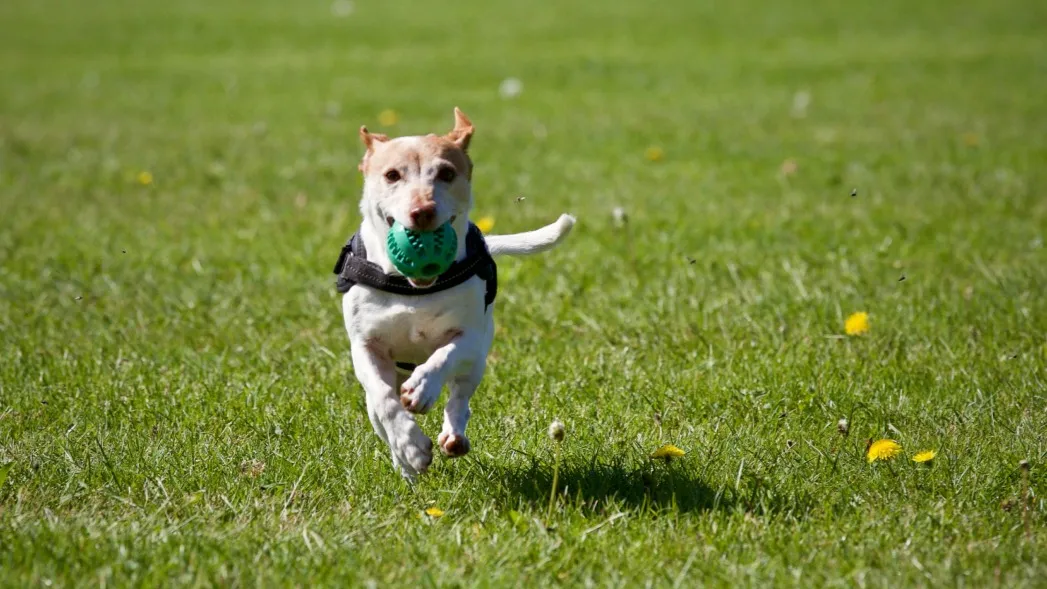 Dog running on grass with a ball in his mouth