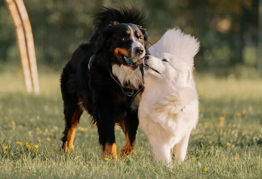 two dogs playing in the park