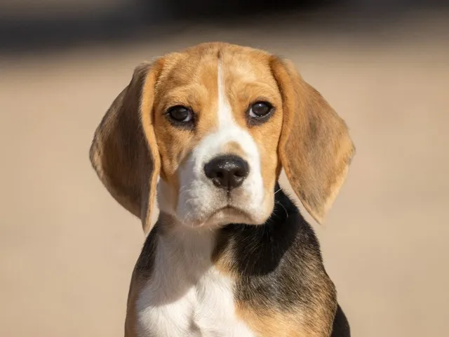 Tri color Beagle puppy with floppy ears looking at the camera