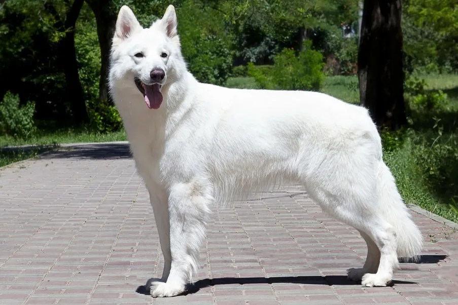 White German Shepherd stands panting on a brick path outdoors in sunlight
