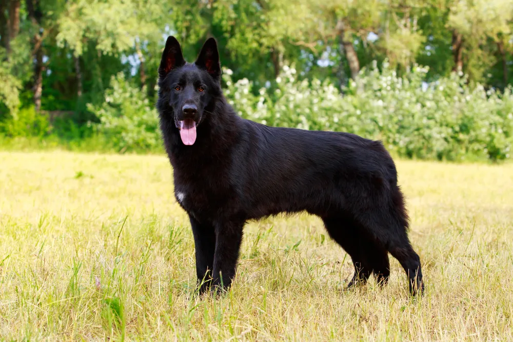 Solid black German Shepherd with pink tongue stands in a grassy field