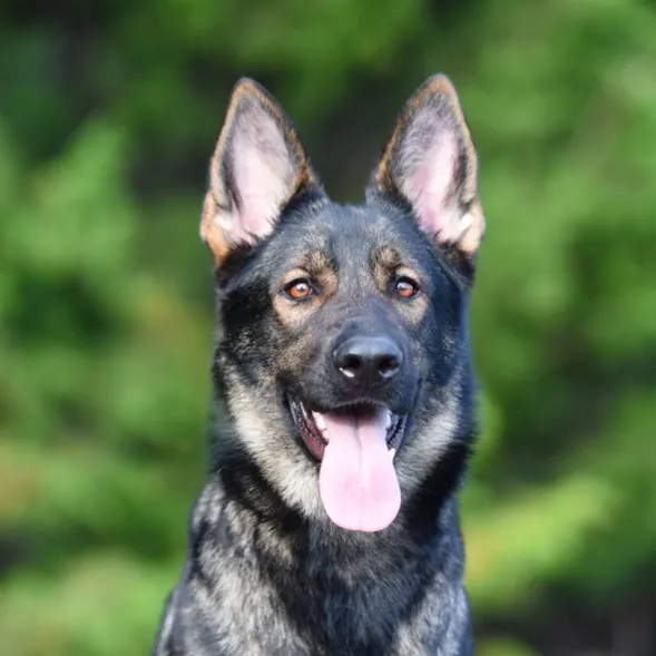 Sable German Shepherd headshot with erect ears and pink tongue showing