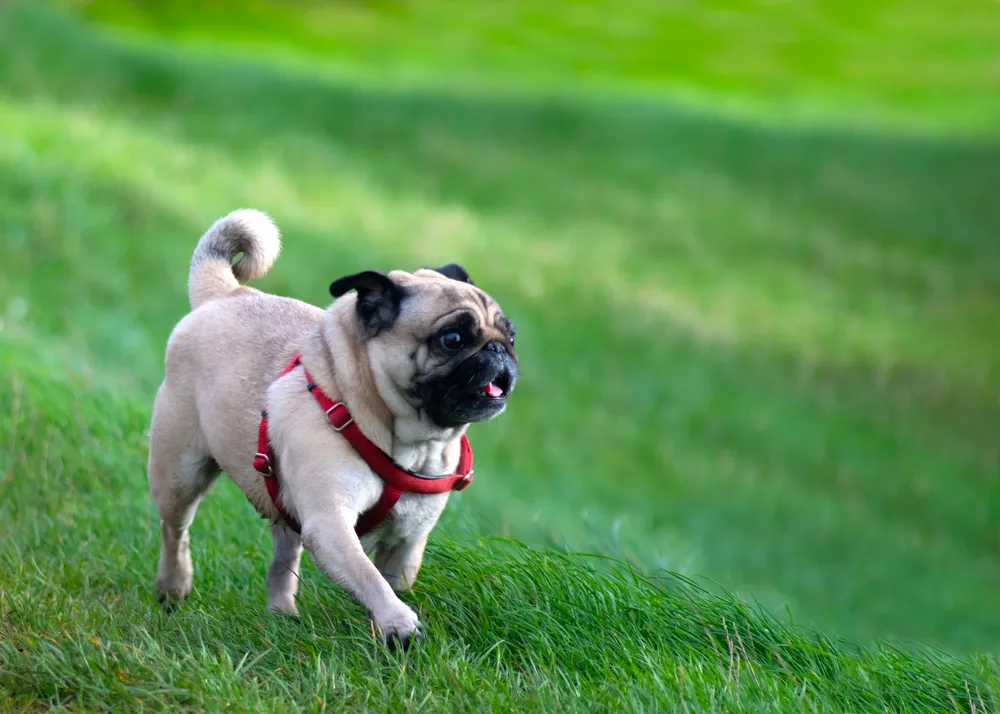 Fawn Pug with a red harness walking on a grassy hill