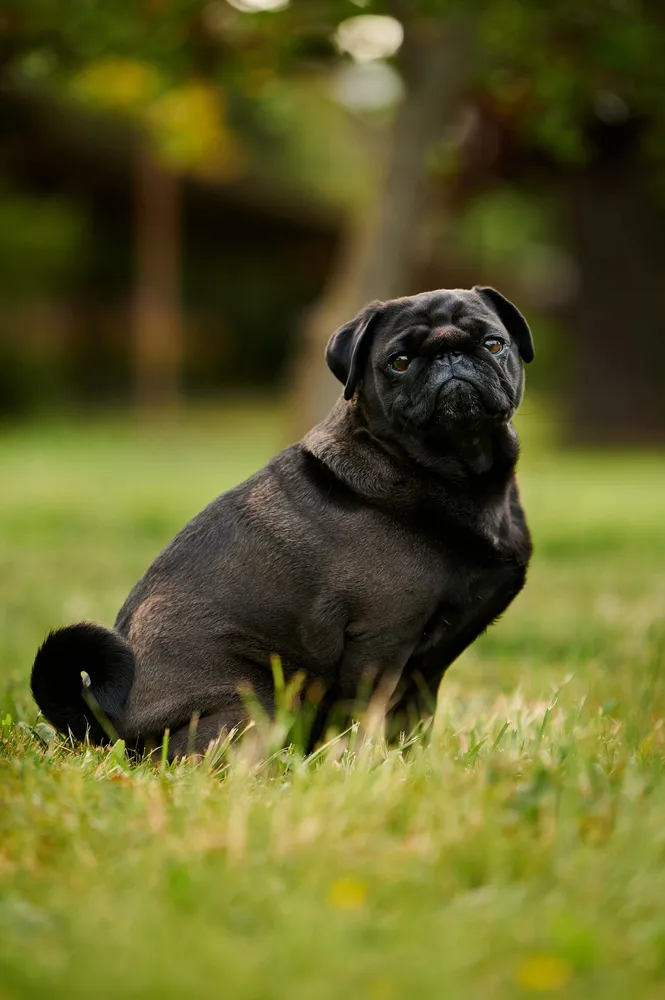 Black Pug with wrinkled face sits attentively on green grass outdoors