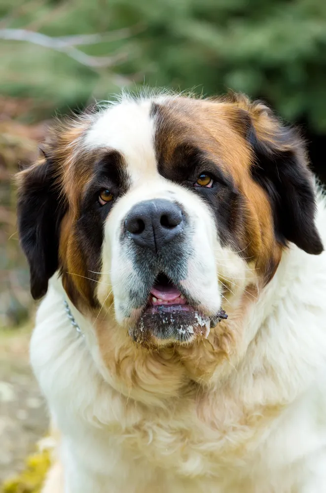 Close up of a large Saint Bernard dog with brown white and black markings