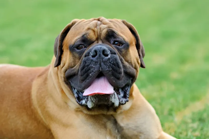 Fawn Bullmastiff with a black muzzle lies panting on green grass