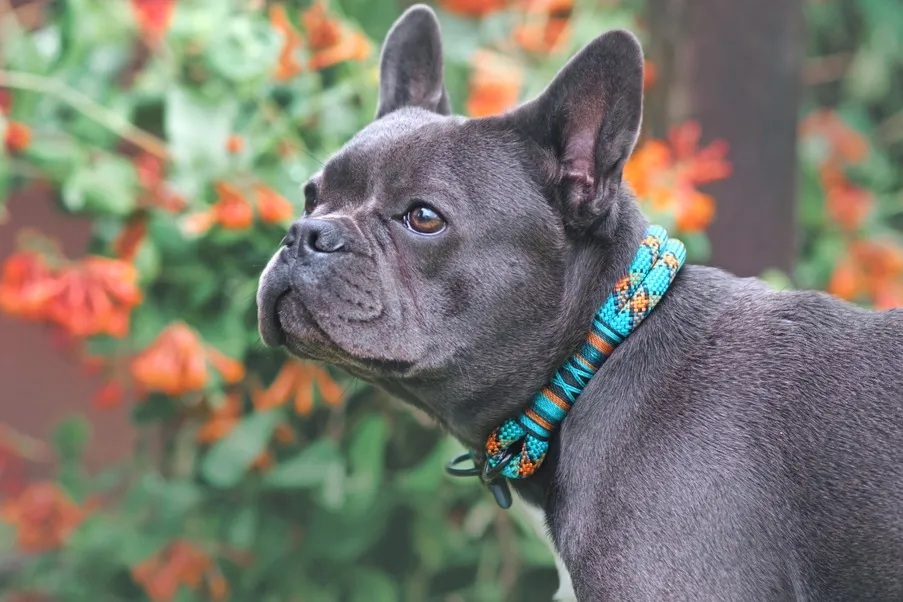 Gray French Bulldog with pointy ears wears a colorful collar looking left