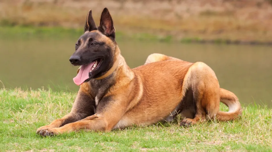 Tan Belgian Malinois with a black face lies panting on green grass near water