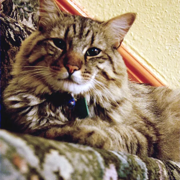Fluffy tabby cat with a blue collar rests on a patterned surface looking content