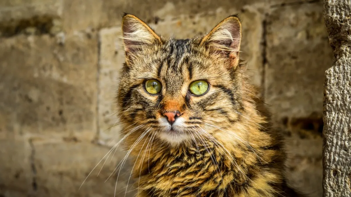 Fluffy tabby cat with striking green eyes and long white whiskers gazes