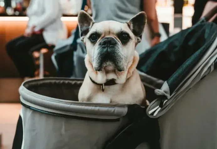 Cream colored French Bulldog with bat ears sits looking forward in a pet stroller