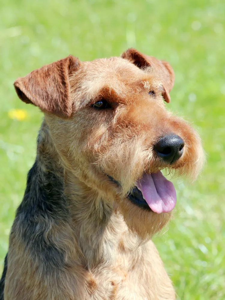 Close portrait of a tan and black terrier with a long face and visible pink tongue