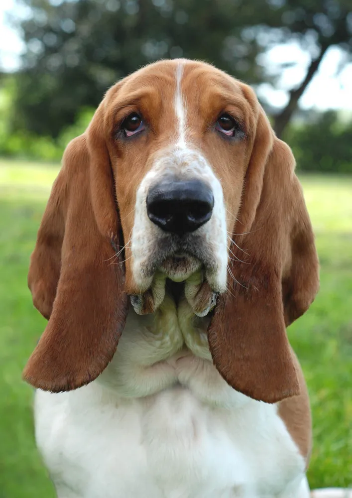 Close up of a tri color Basset Hound with long droopy ears looking up