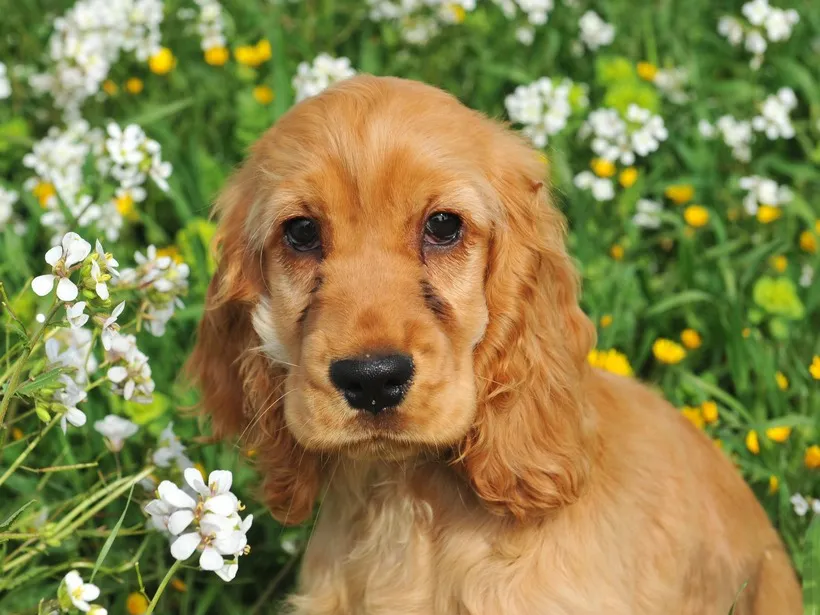 Golden Cocker Spaniel puppy with long ears sits among white and yellow flowers