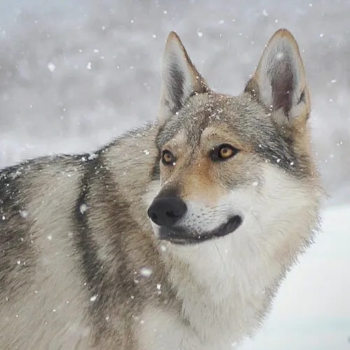 Gray Czechoslovakian Vlcak with a wolf like appearance in a snowy setting