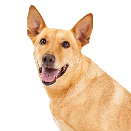 Tan Carolina Dog with erect ears and open mouth on a white background