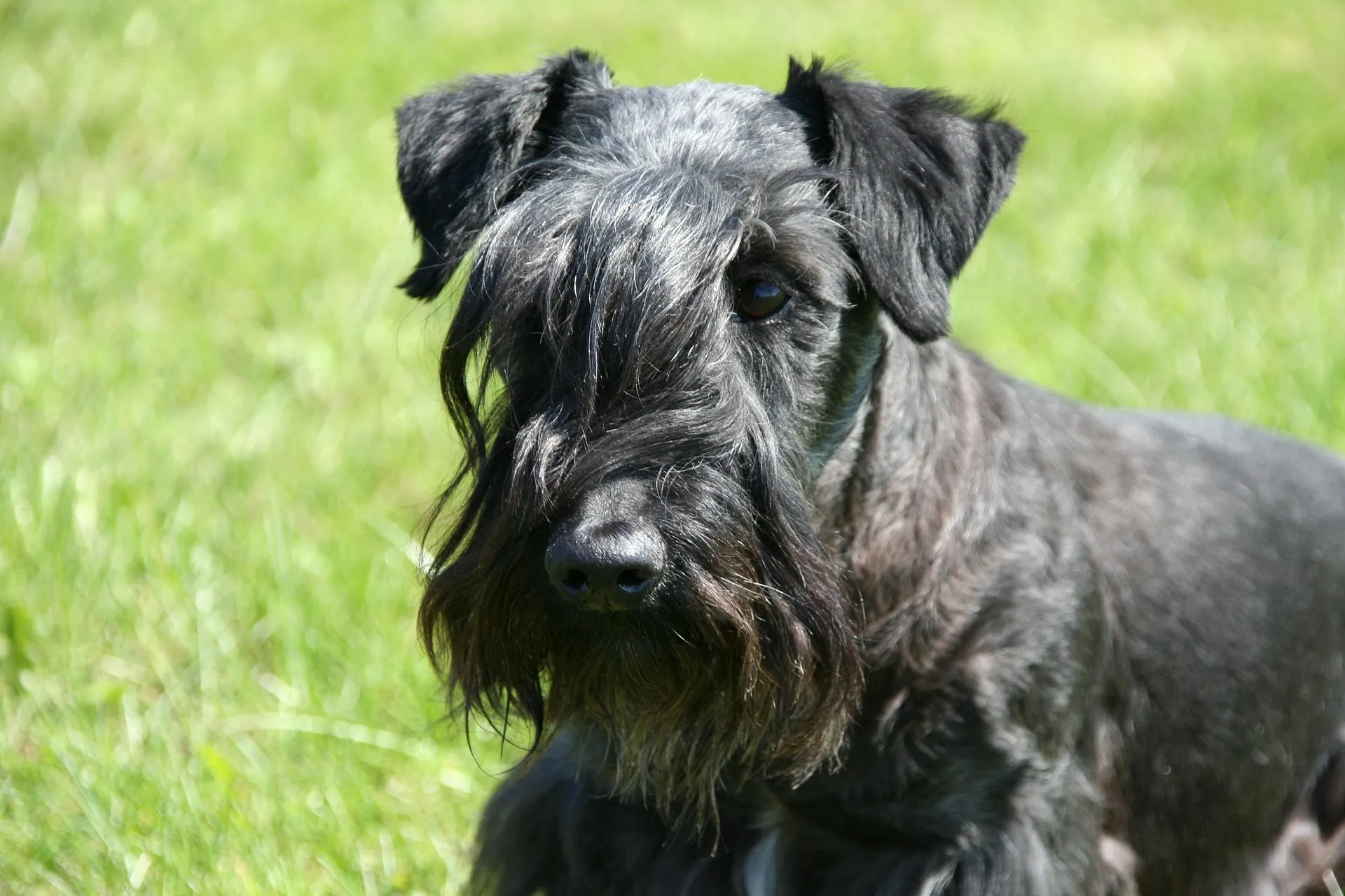 Gray Cesky Terrier with a long beard and mustache looking to the left