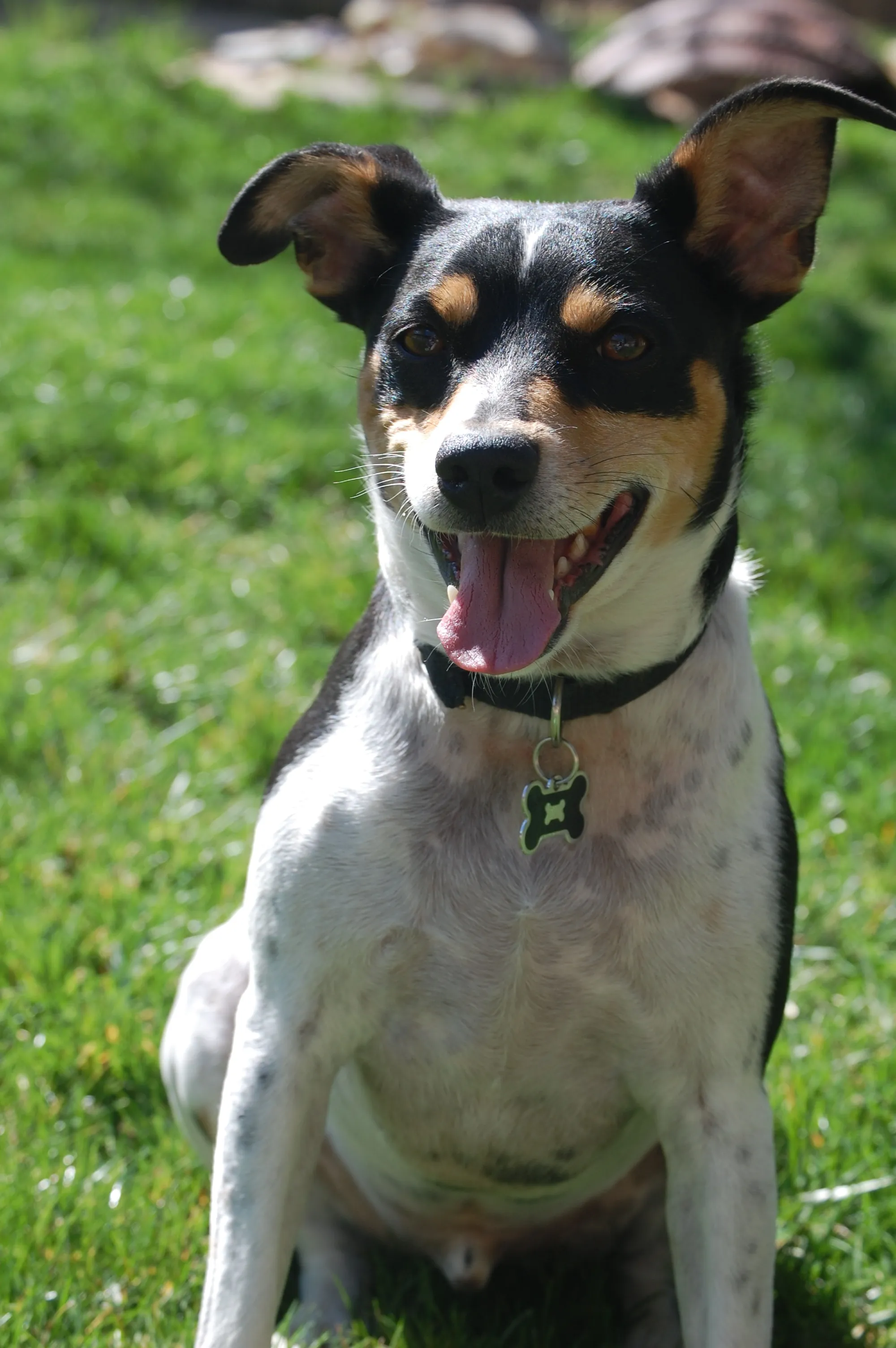 Tricolor Danish Swedish Farmdog with erect ears and tongue out sits on grass