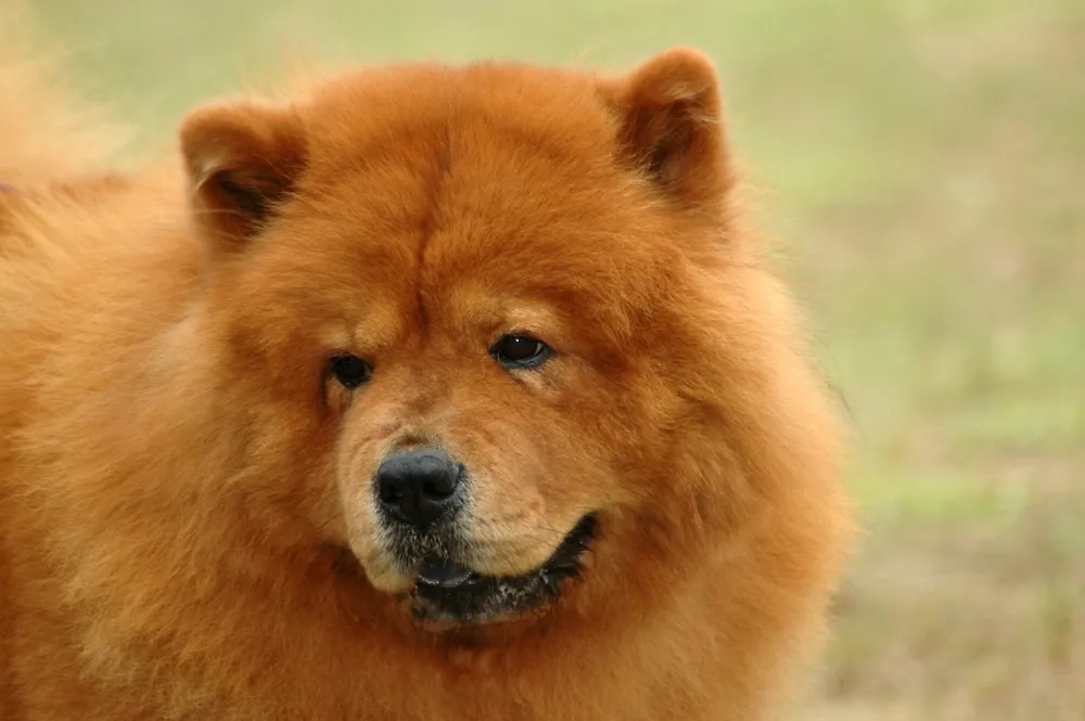 Fluffy ginger Chow Chow dog with a black nose looking slightly right