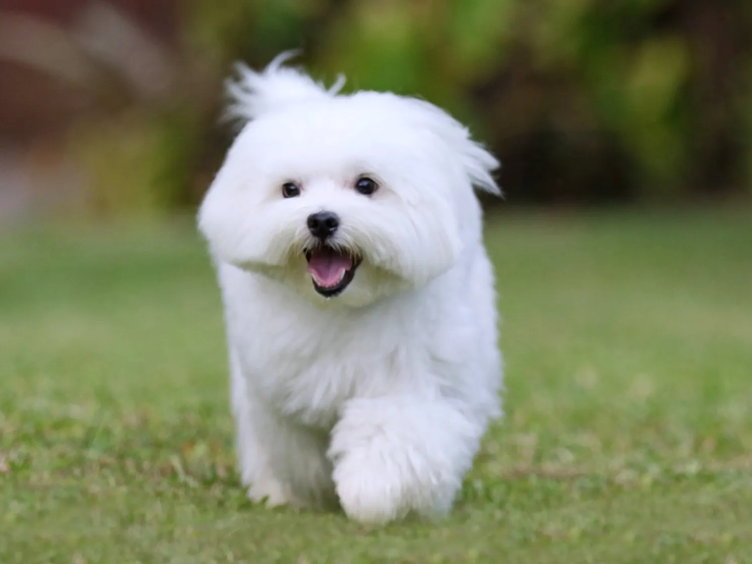 Small white fluffy Maltese dog with a happy expression running on green grass