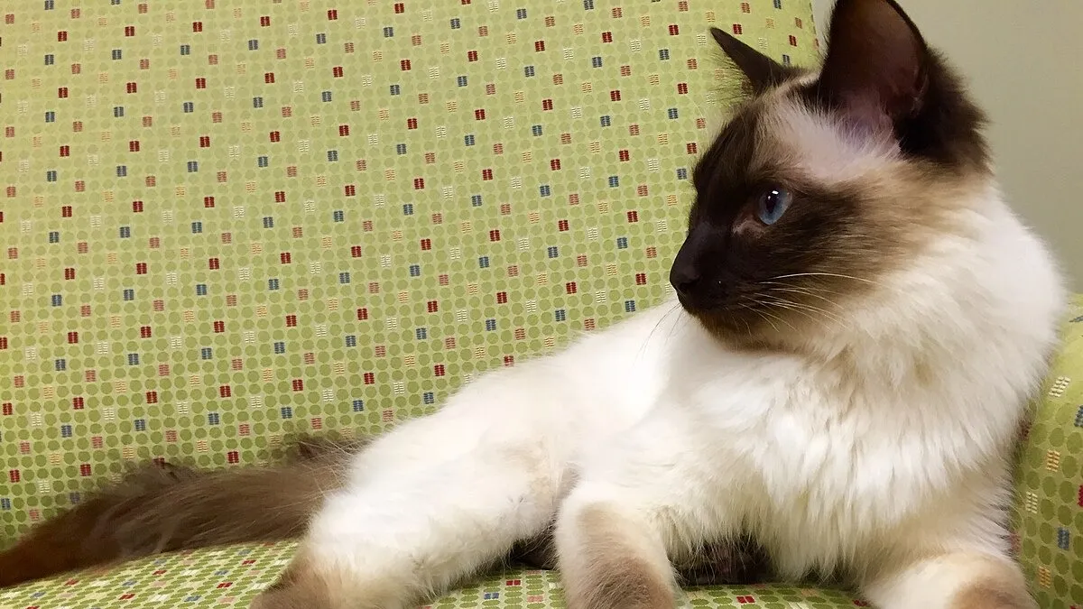 A fluffy Balinese cat with blue eyes and seal point markings lounges on a patterned green chair