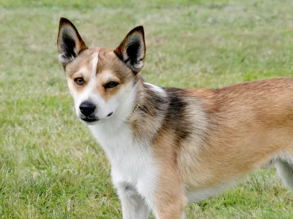 Small tan white and black Norwegian Lundehund with erect ears on grass