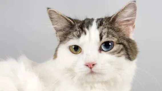 A fluffy white cat with tabby patches and striking heterochromatic eyes one blue and one green