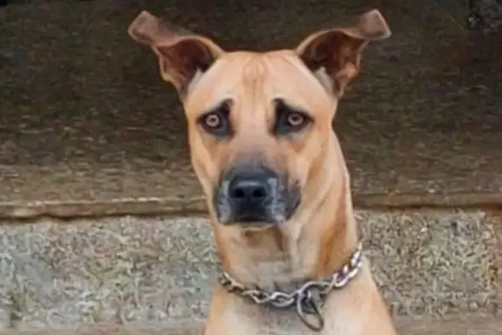 Tan dog with a black muzzle and erect floppy ears wearing a chain collar