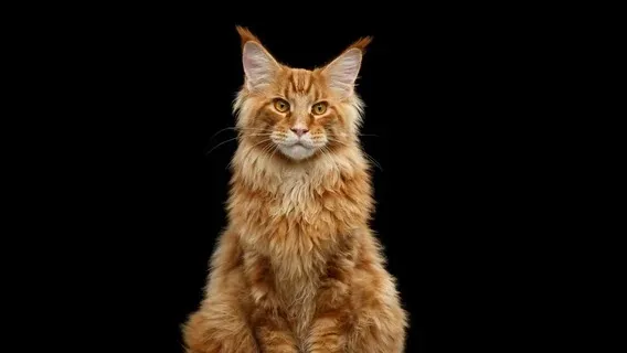 A majestic ginger cat with tufted ears and a long flowing mane sits against a black background
