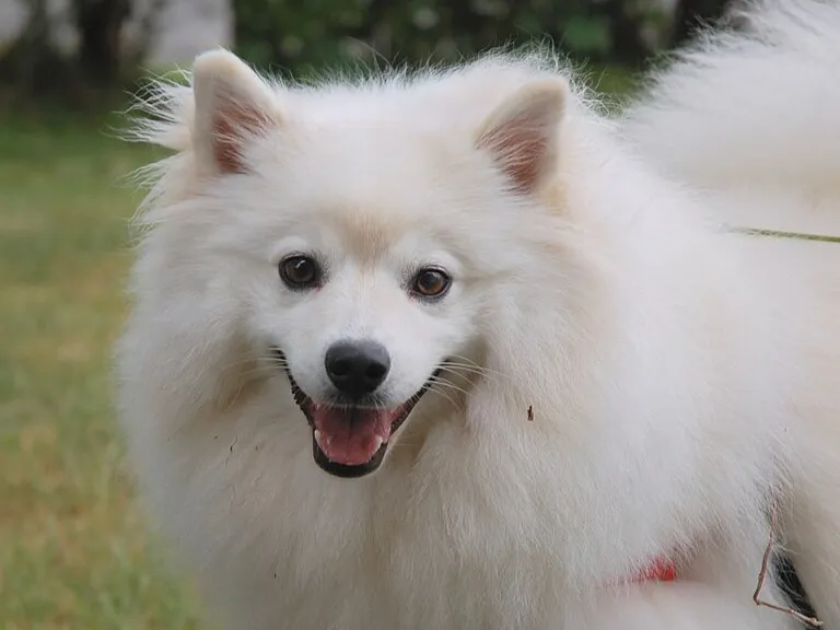 Fluffy white American Eskimo Dog with black eyes and nose smiling
