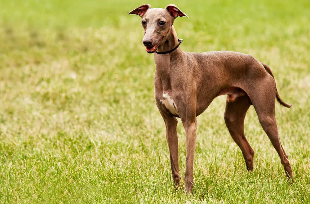 Slender tan Azawakh dog with a black collar stands on green grass