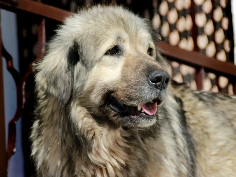 Close up of a fluffy gray Sarplaninac dog with brown eyes