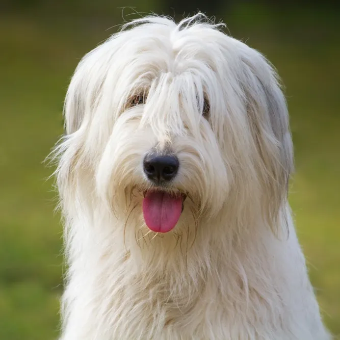 Close up of a fluffy white South Russian Shepherd Dog with its tongue out