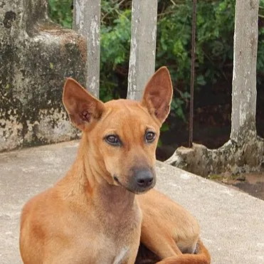 Tan Indian Pariah Dog with erect ears and curled tail sits on a concrete path