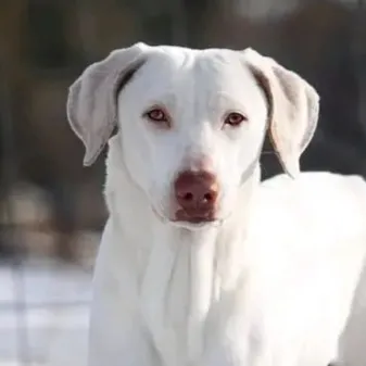 White Rajapalayam with floppy ears and a pink nose looks forward