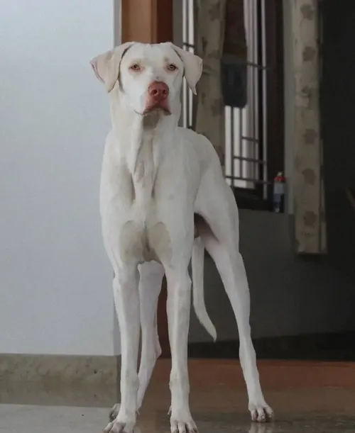 White Rajapalayam with floppy ears and a pink nose stands on green grass