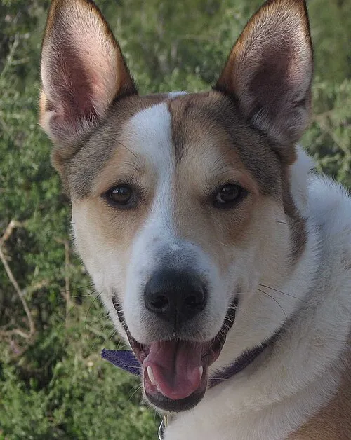 Cream and tan Canaan Dog with erect ears and curled tail stands on a field