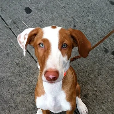 White and tan Ibizan Hound with erect ears stands on dirt looking right