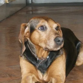 Brown short haired Segugio Italiano with floppy ears and a lean build